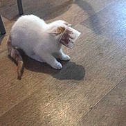 Fripouille a rejoint le concours — aidez-le/la à gagner de superbes lots ! cat, animal, pet, floor, plastic_container, confused, orange_tail, white_fur, indoor, wooden_floor, table_leg, cute, funny, stuck, feline, domestic_cat, sitting, curious, shadow, light