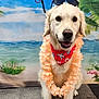 dog, golden_retriever, bandana, flower_lei, sunglasses, beach_backdrop, tropical, happy, pet, portrait, sitting, indoor, decor, smiling, canine, accessory, cute, leash, fur, animal