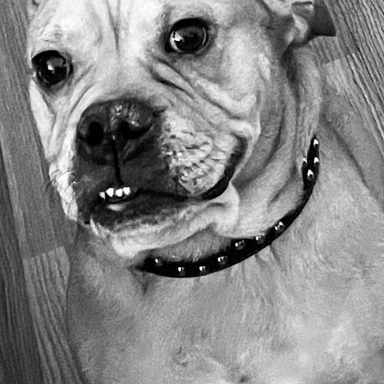 King joined the competition — help win amazing prizes! animal, black_and_white, canine, close_up, collar, companion, cute, dog, domestic_animal, ears, expression, face, fur, indoor, looking_up, pet, portrait, sitting, teeth, wooden_floor