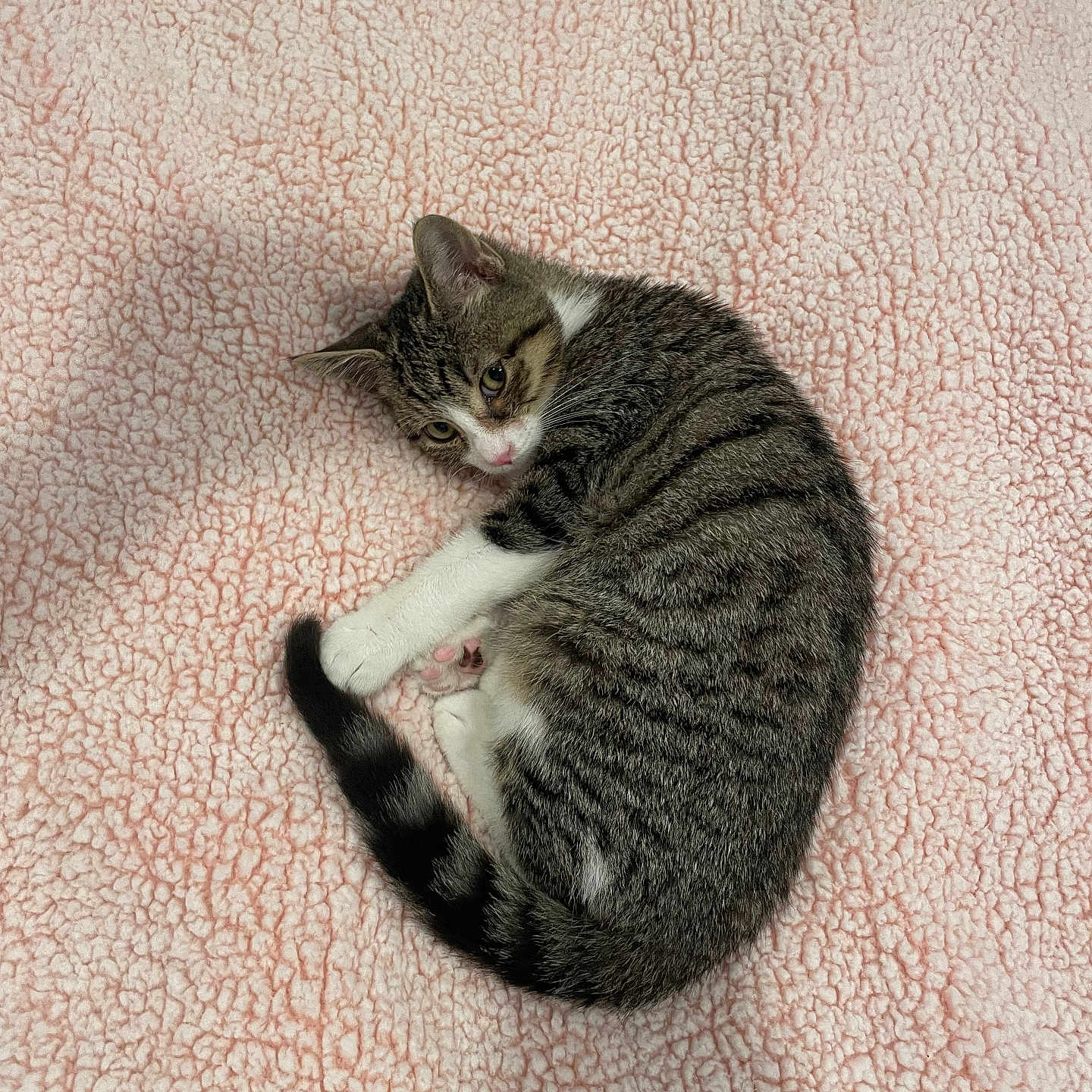 Ollie joined the competition — help win amazing prizes! animal, cat, curled_up, cute, feline, fluffy, fur, indoor, kitten, paws, pet, pink_blanket, resting, sleepy, small, soft_texture, tabby, tail, whiskers, young