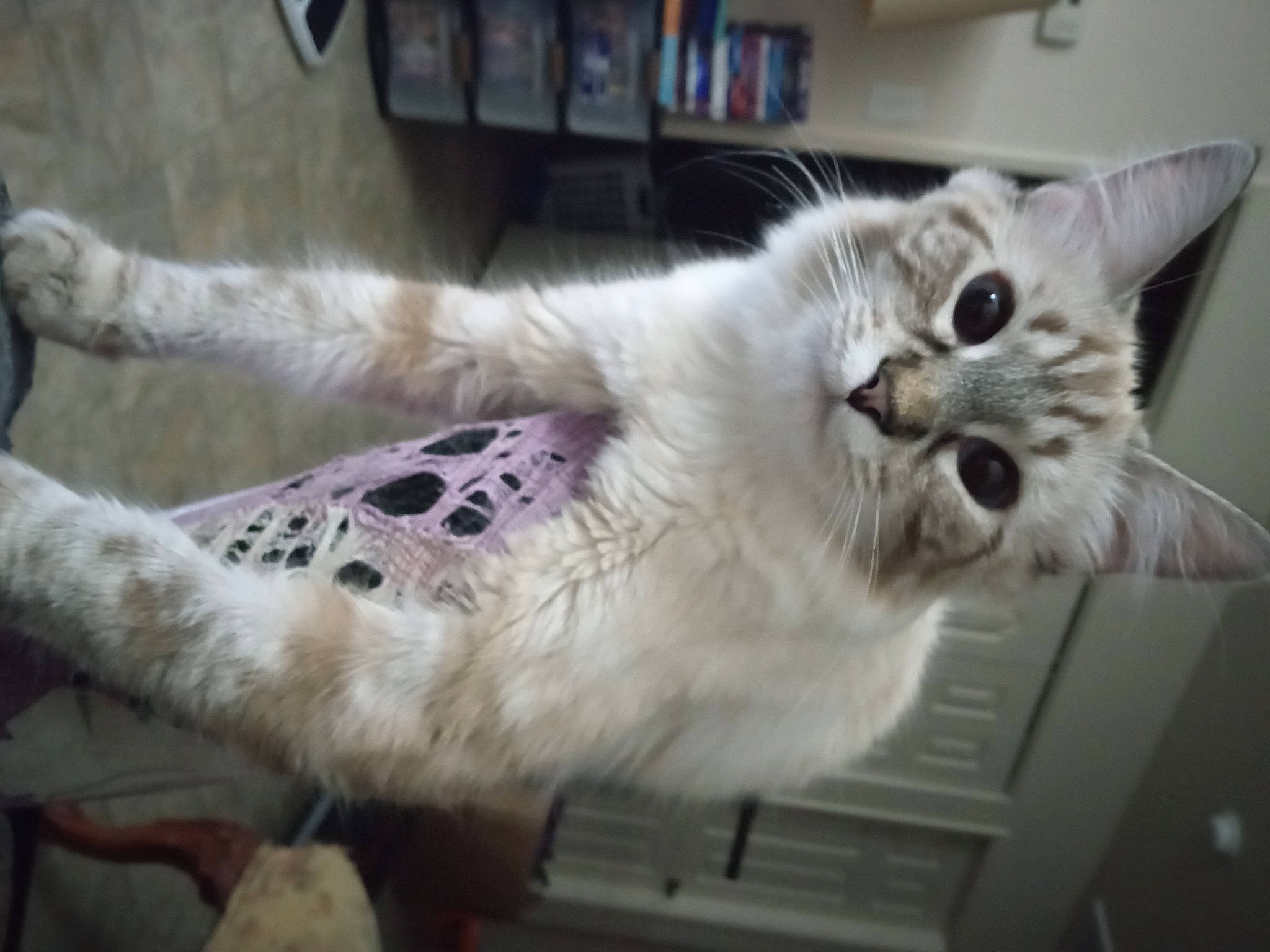 Kiara joined the competition — help win amazing prizes! bookcase, carnivore, cat, claw, domestic_short_haired_cat, felidae, fur, mammal, paw, shelf, small_to_medium_sized_cats, snout, tail, vertebrate, whiskers