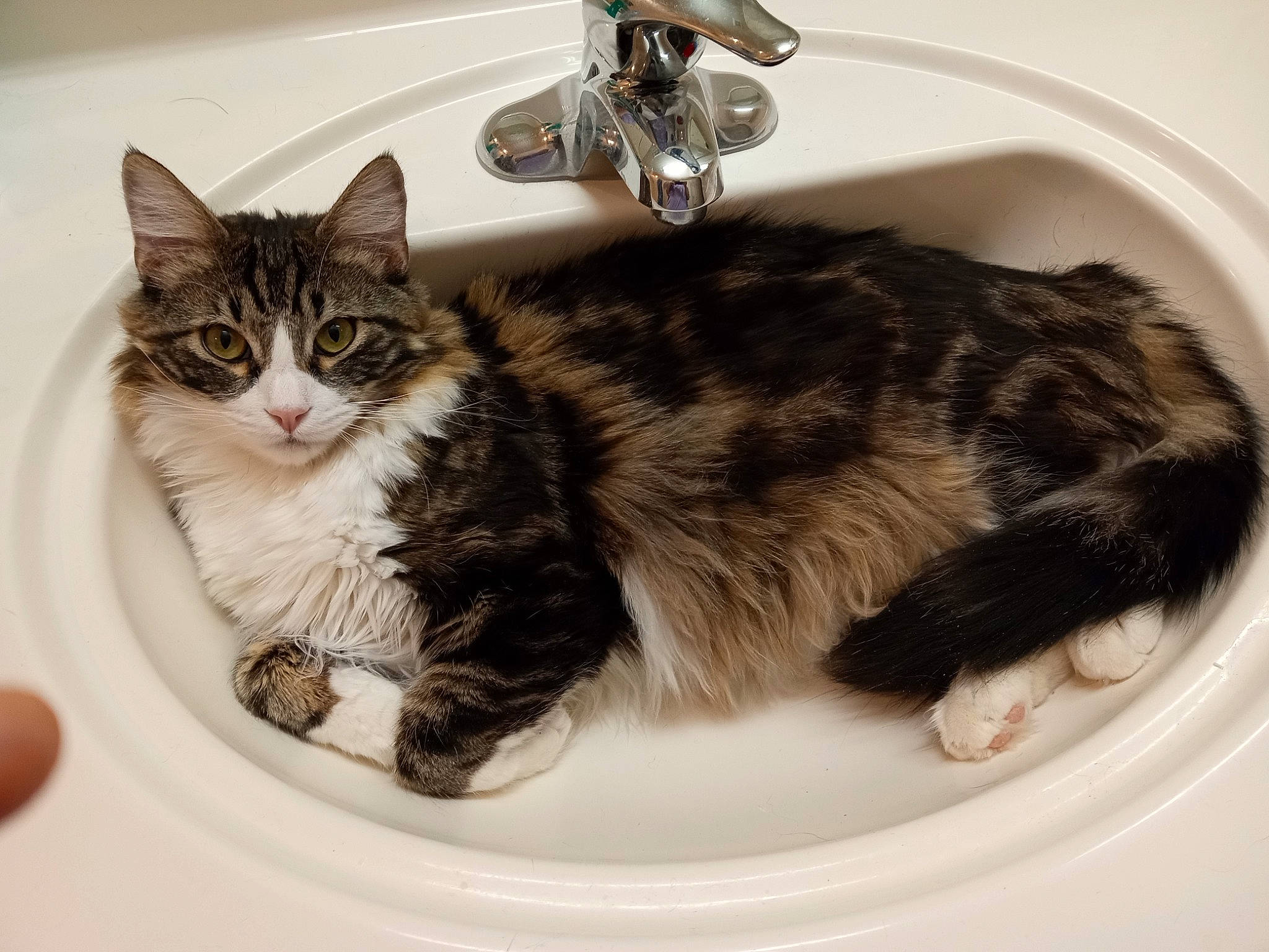 Gideon joined the competition — help win amazing prizes! bathroom, carnivore, cat, claw, comfort, domestic_short_haired_cat, felidae, fur, paw, plumbing, plumbing_fixture, sink, small_to_medium_sized_cats, tail, tap, vehicle, whiskers