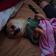 Penelope is registered to the contest to win money with this photo: bed, blanket, cozy, cute, dog, fabric, furniture, green_clothing, indoor, legs, lying_down, paws, person, pet, pink_blanket, puppy, relaxed, remote_control, resting, small_dog