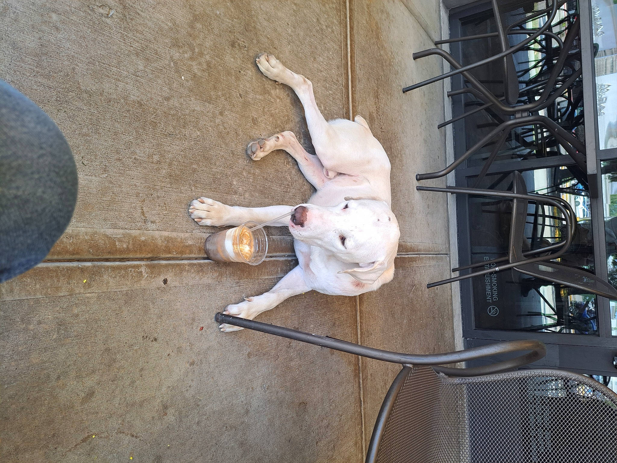 Toby joined the competition — help win amazing prizes! adventure, art, carnivore, companion_dog, concrete, dog, dog_breed, electrical_supply, electrical_wiring, electricity, gas, metal, non_sporting_group, sculpture, sporting_group, wire, wood, working_animal