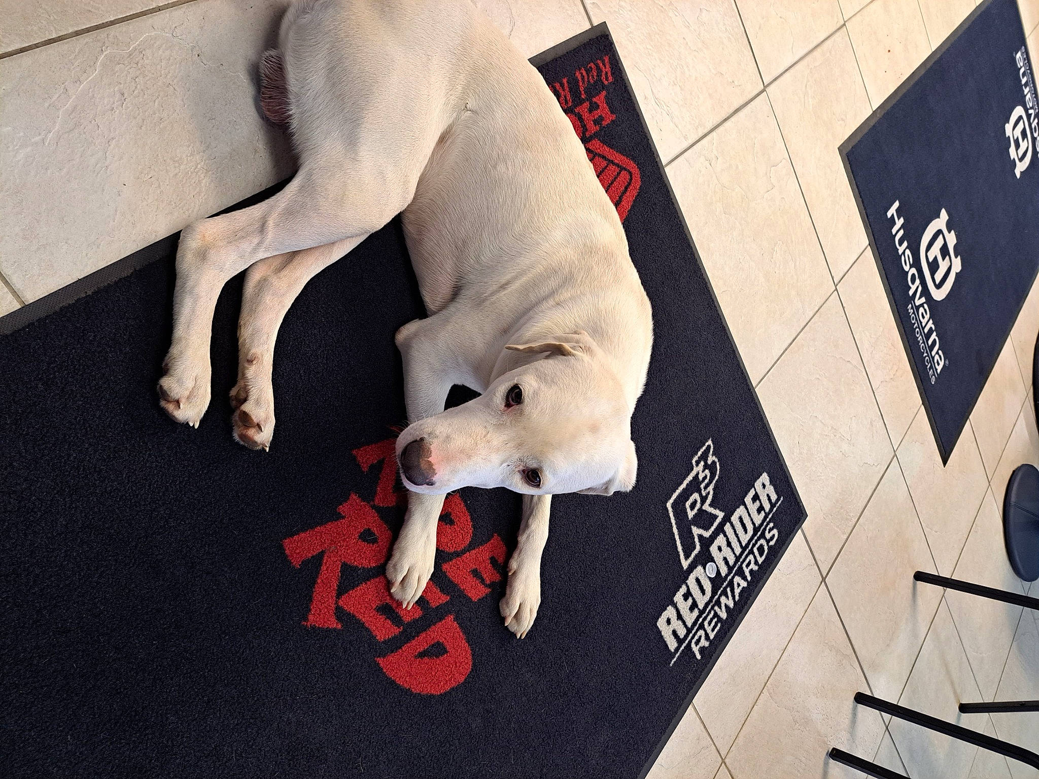 Toby joined the competition — help win amazing prizes! brand, canidae, carmine, carnivore, companion_dog, dog, dog_breed, dog_supply, fang, flooring, font, fur, logo, photo_caption, snout, sporting_group, tail, toy_dog, whiskers, working_animal