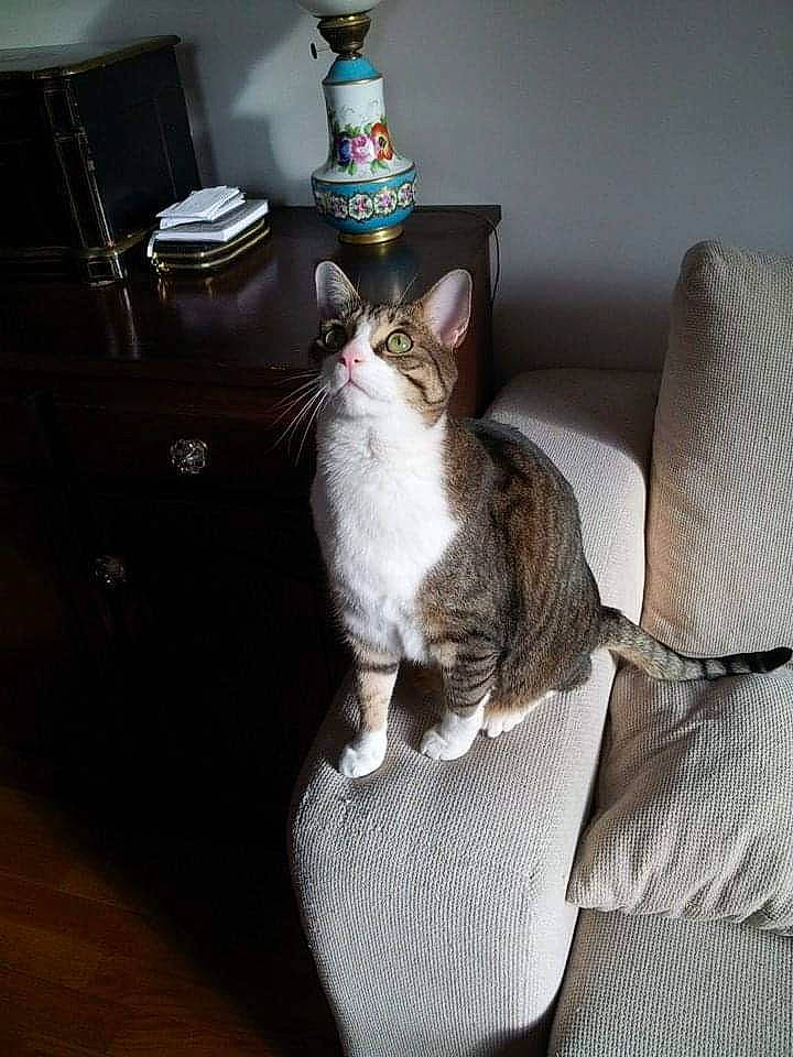 Charlie participe au concours pour gagner de l'argent avec cette photo : carnivore, cat, comfort, domestic_short_haired_cat, door, felidae, fur, grey, hardwood, linens, mammal, paw, room, serveware, sitting, small_to_medium_sized_cats, tableware, tail, whiskers, wood