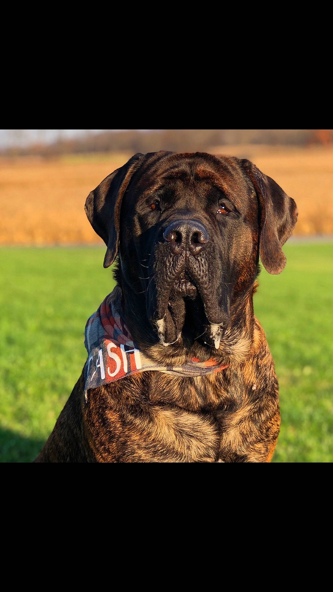 Cash is registered to the contest to win money with this photo: american_mastiff, bandog, boerboel, boxer, bullmastiff, cane_corso, canidae, carnivore, dog, dog_breed, english_mastiff, giant_dog_breed, grass, korean_mastiff, mammal, molosser, snout, sporting_group, vertebrate, working_dog