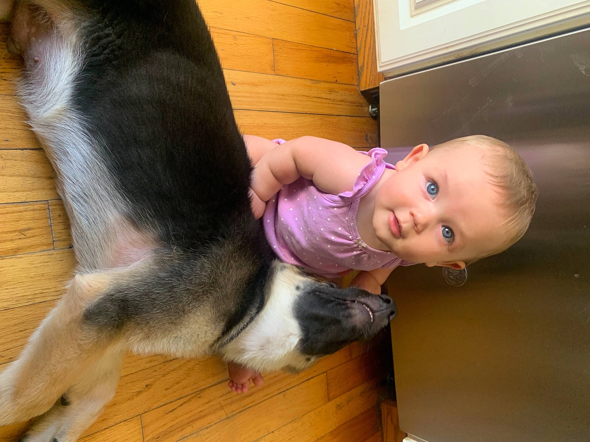 Everly joined the competition — help win amazing prizes! baby_toddler_clothing, carnivore, comfort, companion_dog, dog, dog_breed, face, fawn, flooring, foot, fur, happy, hardwood, human_leg, person, smile, snout, tail, toddler, wood