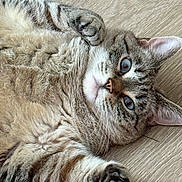 Butter is registered to the contest to win money with this photo: cat, tabby, feline, pet, animal, fur, whiskers, ears, paws, floor, wooden_floor, cute, playful, lying_down, close_up, domestic_animal, indoor, relaxed, curious, mammal