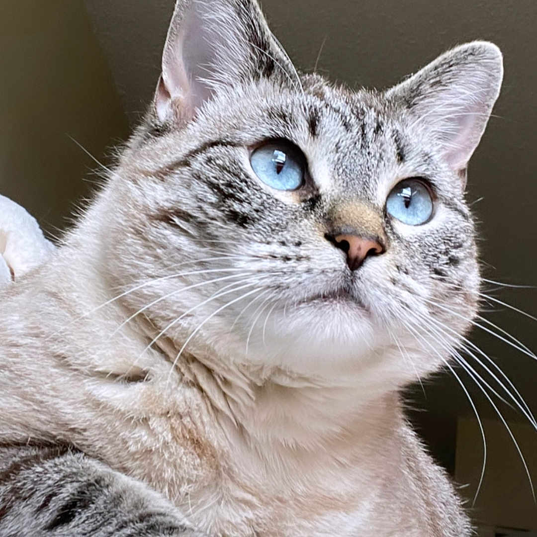 Butter is registered to the contest to win money with this photo: animal, blue_eyes, cat, close_up, cute, domestic_animal, feline, fur, house, indoor, light, looking_away, mammal, paw, pet, portrait, relaxed, soft_texture, tabby, whiskers