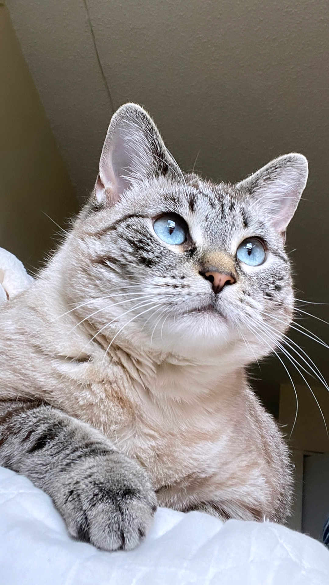 Butter is registered to the contest to win money with this photo: cat, blue_eyes, whiskers, fur, close_up, pet, domestic_animal, animal, portrait, indoor, cute, feline, mammal, tabby, paw, relaxed, looking_away, soft_texture, light, house