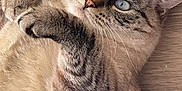 Butter is registered to the contest to win money with this photo: cat, tabby, blue_eyes, feline, pet, animal, fur, whiskers, paw, laying_down, wooden_floor, cute, domestic_cat, close_up, indoor, relaxed, looking_at_camera, soft_fur, striped, mammal