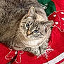 Butter is registered to the contest to win money with this photo: cat, tabby_cat, blue_eyes, fur, whiskers, pet, animal, indoor, blanket, holiday_theme, christmas, red, green, snowflake_pattern, gingerbread_man_pattern, cozy, resting, floor, cute, domestic_cat