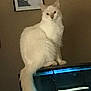 cat, fish_tank, pet, indoor, animal, feline, tank, aquarium, white_cat, fluffy, portrait, home, picture_frame, dog_picture, wall, sitting, tail, looking, animal_portrait, furniture