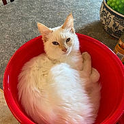 Jinx joined the competition — help win amazing prizes! angora, animal, bowl, can, cat, food, fruit, furniture, hardwood, jar, kitten, pet, plant, planter, pottedplant, pottery, produce, tin, vase, wood