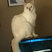 Fancy is registered to the contest to win money with this photo: cat, white_cat, fish_tank, aquarium, glowing_light, pet, indoor, framed_picture, dog_picture, wall_art, feline, fluffy, sitting, tail, home_interior, brown_wall, animal, domestic_animal, portrait, quiet