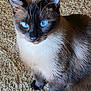 animal, blue_eyes, brown, carpet, cat, close_up, companion, cute, domestic, feline, fur, indoor, paws, pet, portrait, siamese, sitting, stare, whiskers, white_chest