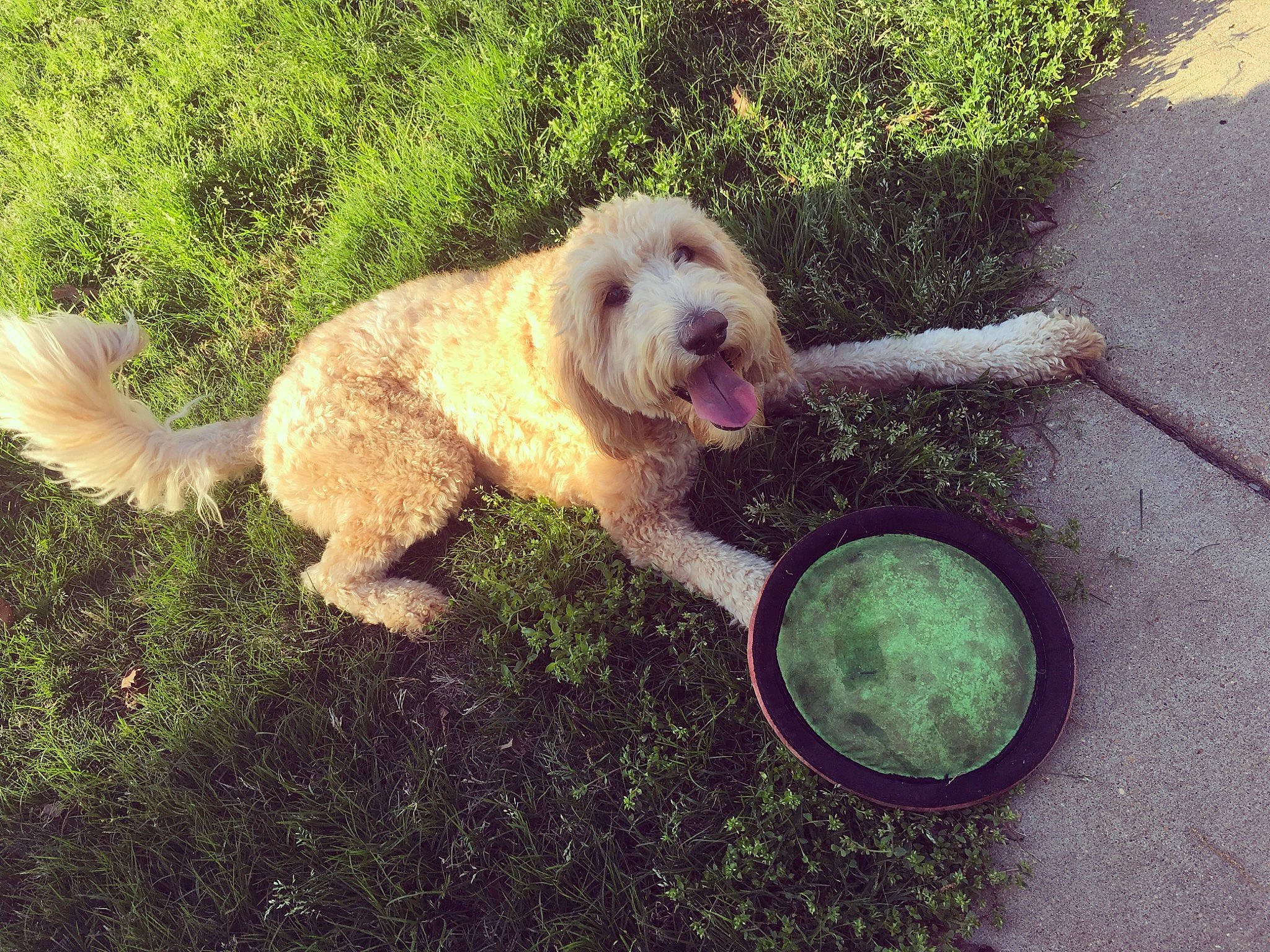 Ellie is registered to the contest to win money with this photo: basset_fauve_de_bretagne, canidae, carnivore, cockapoo, companion_dog, dog, dog_breed, fawn, goldendoodle, grass, labradoodle, mammal, petit_basset_griffon_vendeen, play, puppy, rare_breed_dog, spinone_italiano, sporting_group