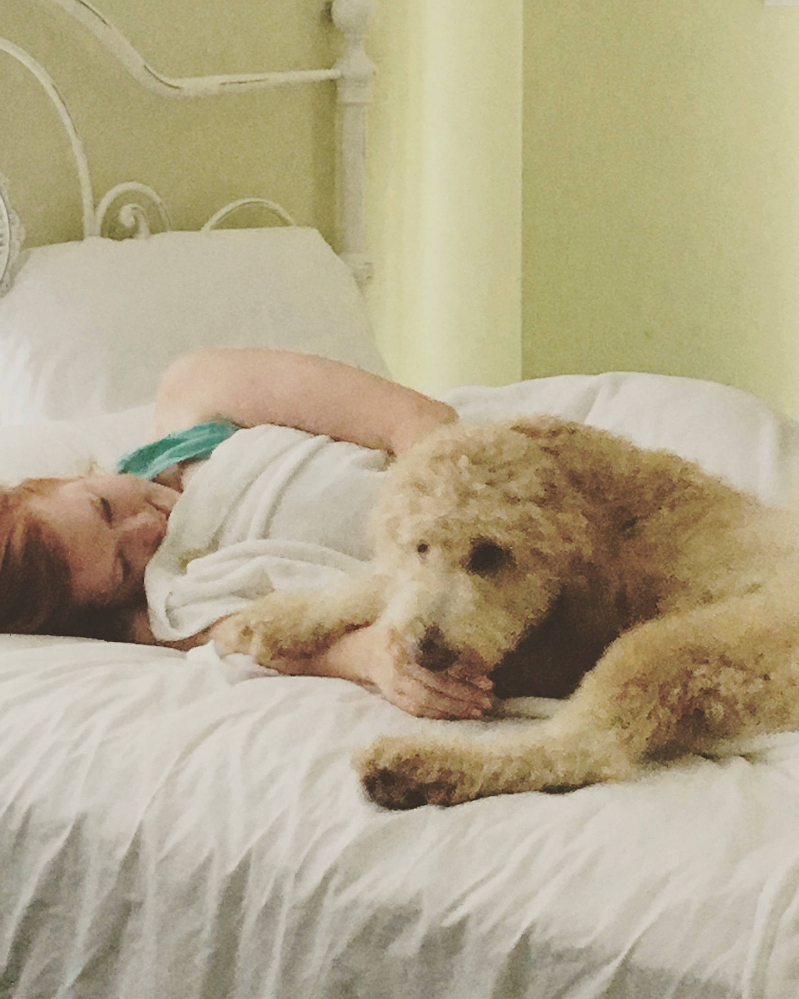 Ellie is registered to the contest to win money with this photo: bed, canidae, carnivore, comfort, companion_dog, dog, dog_breed, fur, furniture, goldendoodle, irish_soft_coated_wheaten_terrier, lagotto_romagnolo, nap, non_sporting_group, poodle, puppy, room, schnoodle, spanish_water_dog, sporting_group