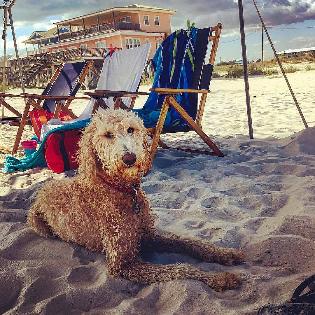 Ellie joined the competition — help win amazing prizes! beach, canidae, carnivore, dog, dog_breed, irish_soft_coated_wheaten_terrier, irish_terrier, sand, sky, sporting_group, terrier, vacation, vehicle