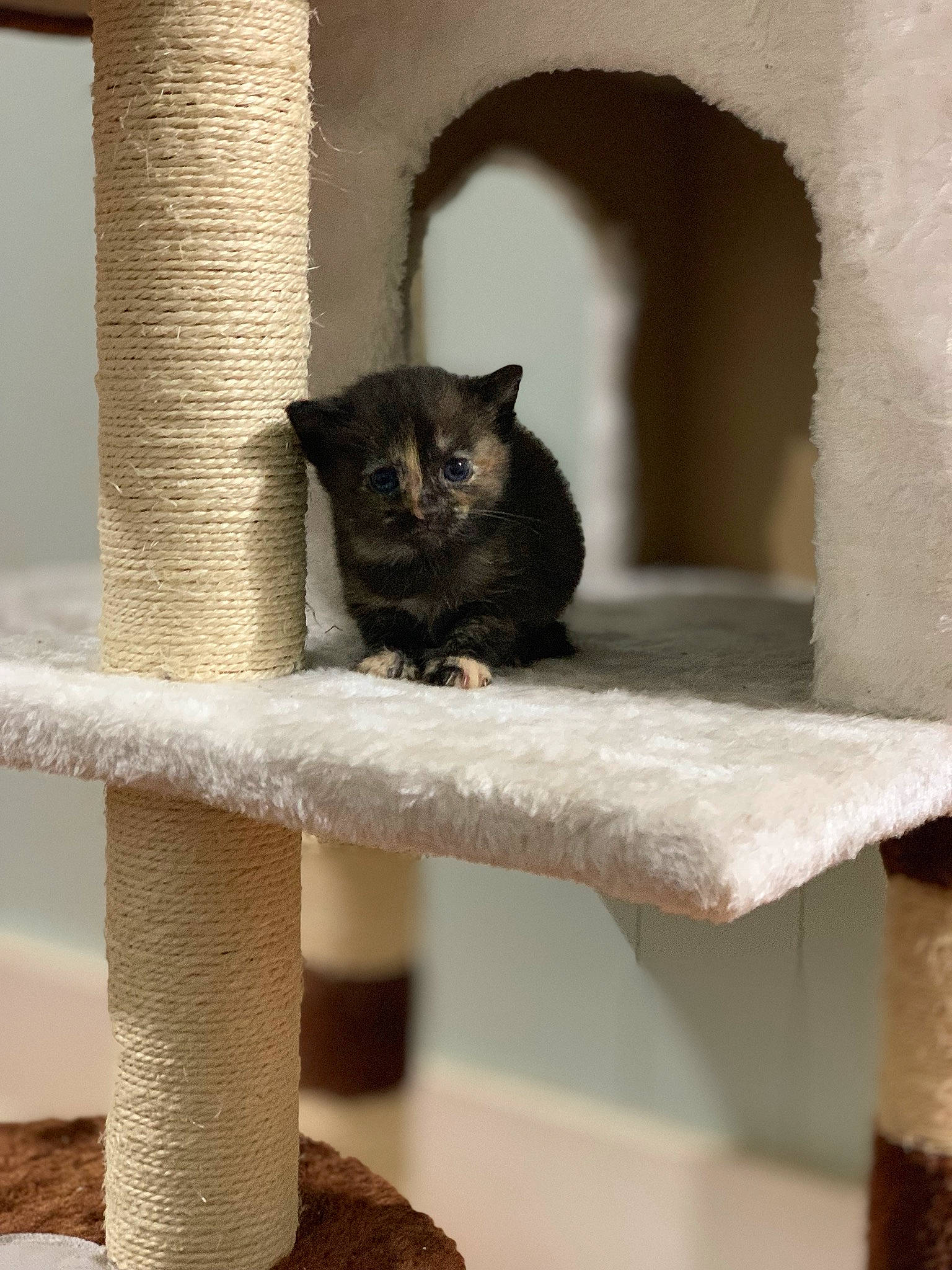 Leia is registered to the contest to win money with this photo: asian, black_cat, burmese, carnivore, cat, cat_furniture, domestic_short_haired_cat, european_shorthair, fawn, felidae, polydactyl_cat, russian_blue, small_to_medium_sized_cats, whiskers