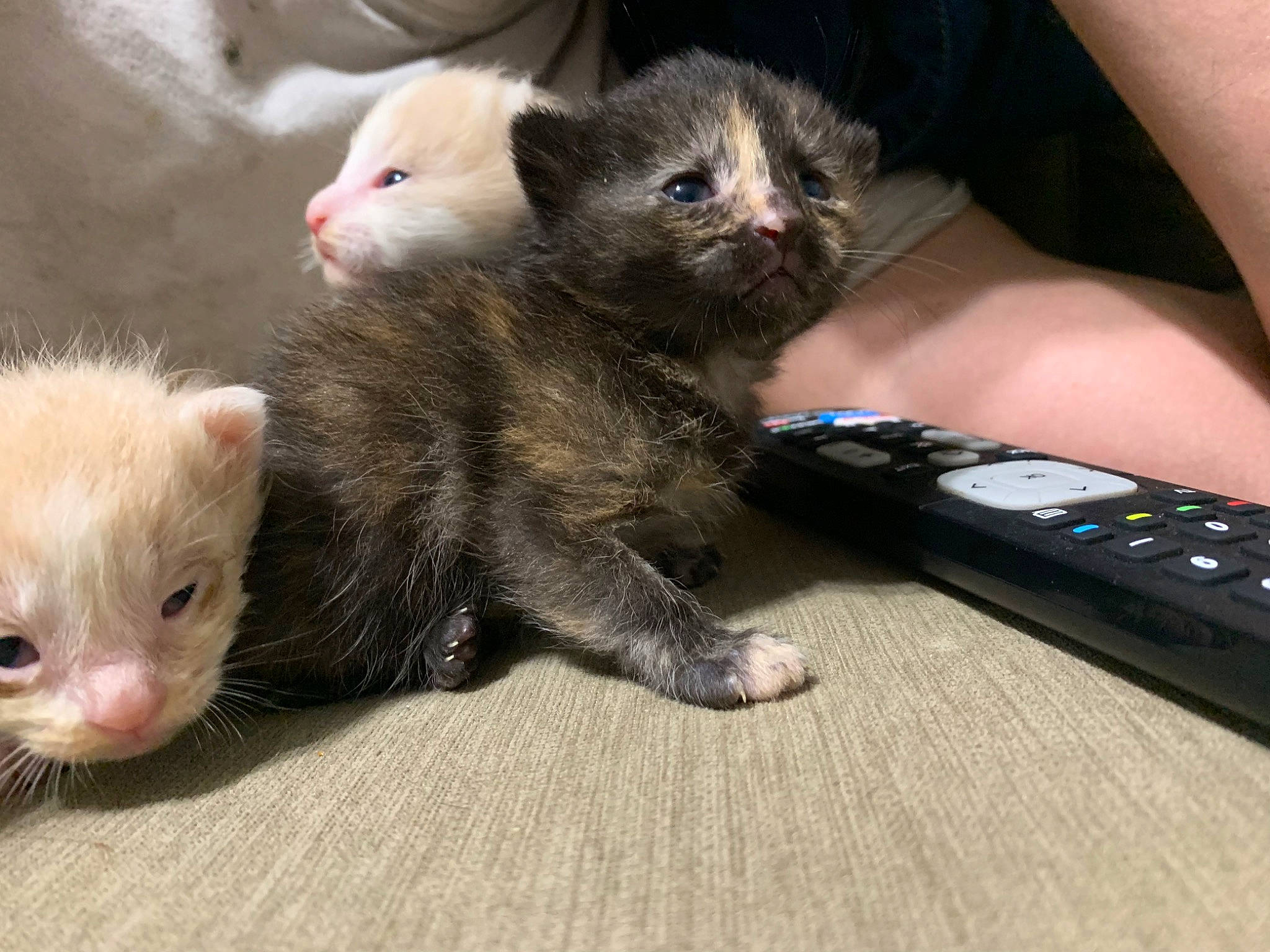 Leia is registered to the contest to win money with this photo: carnivore, cat, claw, domestic_short_haired_cat, eye, felidae, ferret, fur, iris, kitten, mammal, mink, mustelidae, mustelinae, paw, polecat, skin, small_to_medium_sized_cats, vertebrate, whiskers