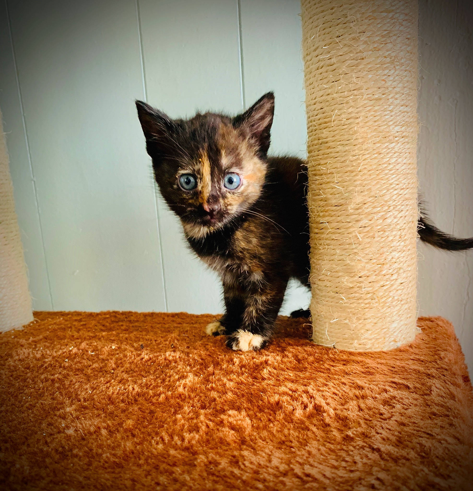 Leia is registered to the contest to win money with this photo: asian, carnivore, cat, domestic_short_haired_cat, ear, european_shorthair, eye, fawn, felidae, fur, german_rex, iris, kitten, maine_coon, mammal, ojos_azules, polydactyl_cat, small_to_medium_sized_cats, vertebrate, whiskers