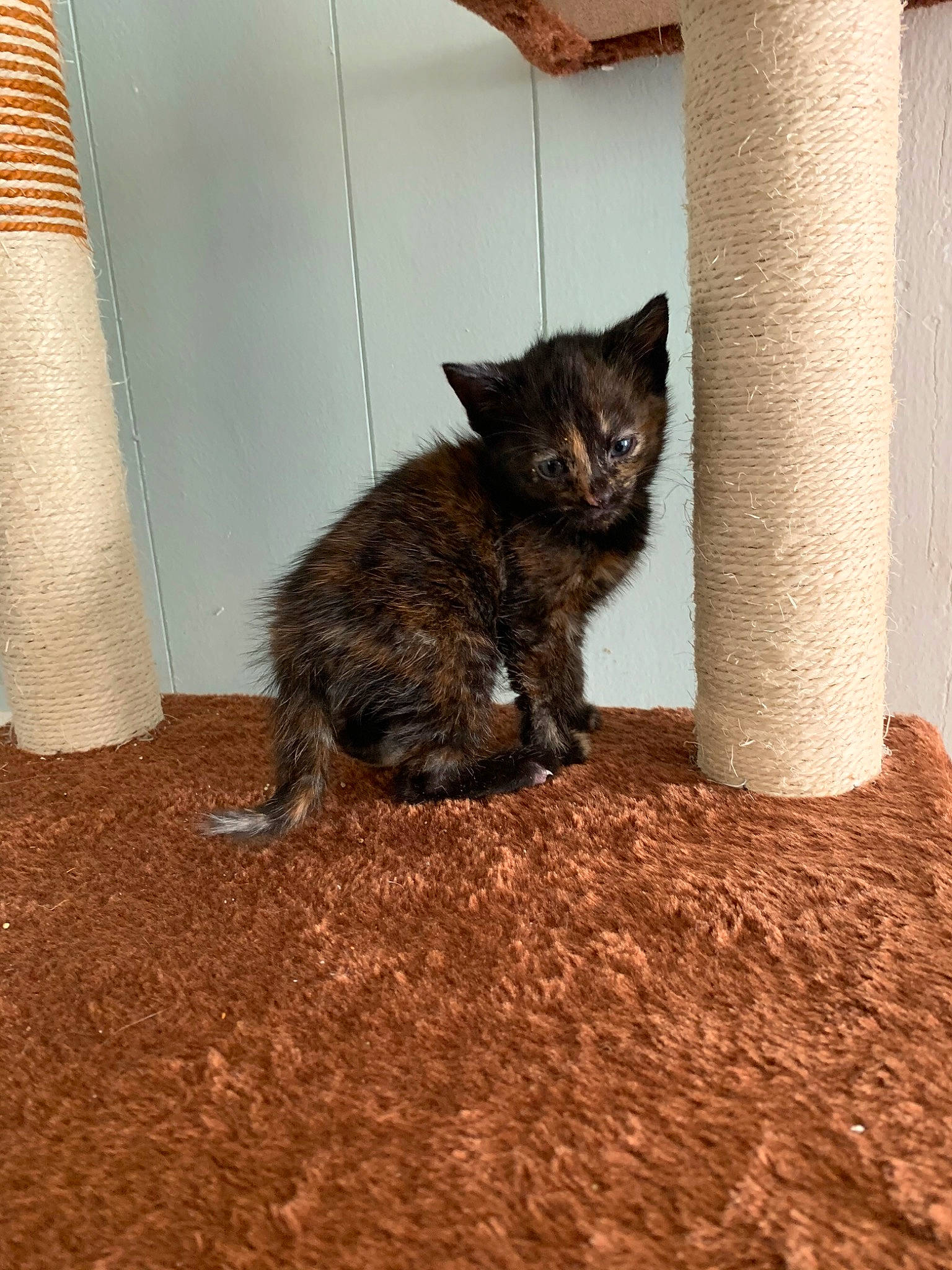 Leia joined the competition — help win amazing prizes! asian, carnivore, cat, domestic_short_haired_cat, european_shorthair, fawn, felidae, german_rex, kitten, mammal, small_to_medium_sized_cats, whiskers