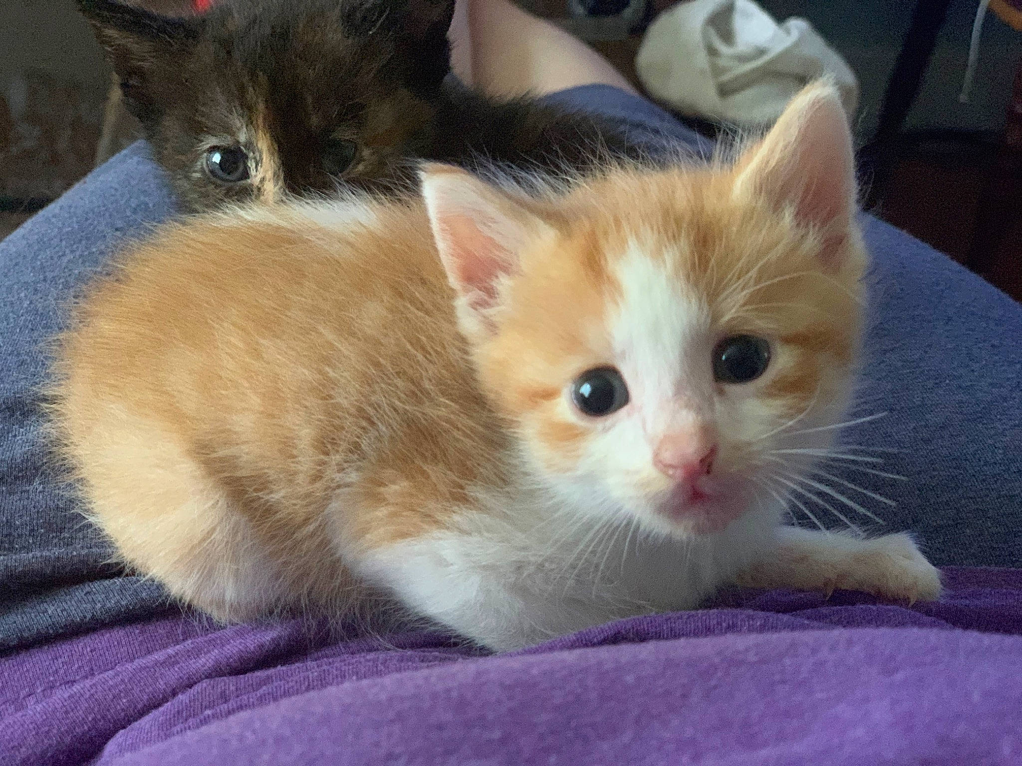 Leia is registered to the contest to win money with this photo: aegean_cat, american_wirehair, arabian_mau, asian, carnivore, cat, domestic_short_haired_cat, european_shorthair, fawn, felidae, german_rex, kitten, mammal, ojos_azules, polydactyl_cat, ragamuffin, small_to_medium_sized_cats, snout, vertebrate, whiskers