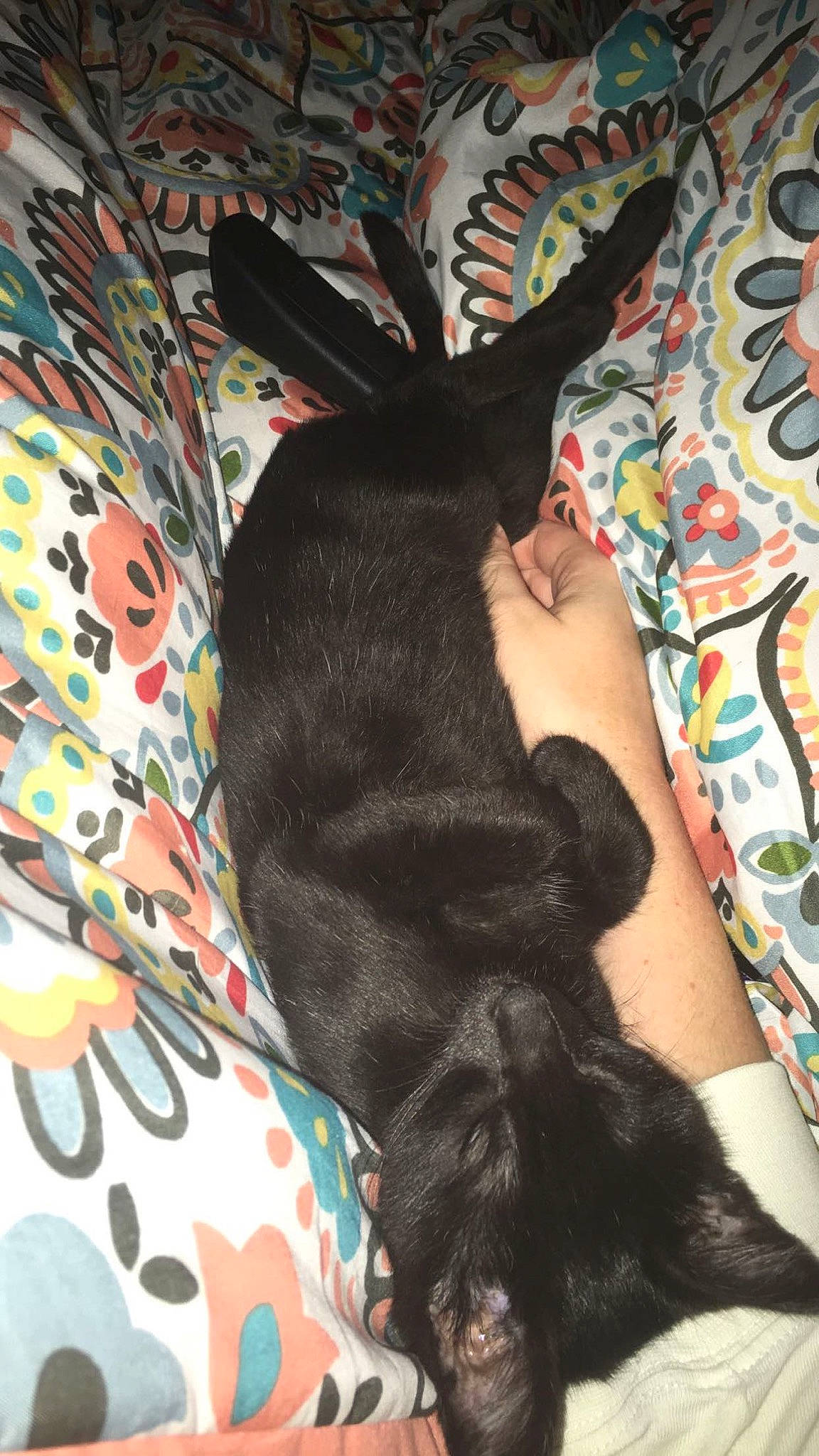 Squirt is registered to the contest to win money with this photo: canidae, dog_breed, ear, fawn, tail