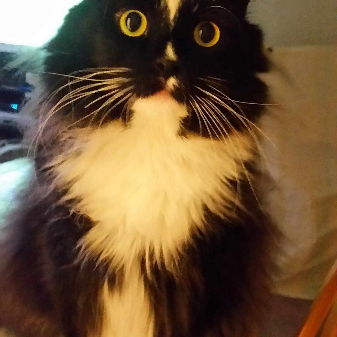 Pockets joined the competition — help win amazing prizes! asian, asian_semi_longhair, black_cat, british_semi_longhair, carnivore, cat, cymric, domestic_long_haired_cat, domestic_short_haired_cat, eye, felidae, fur, mammal, napoleon_cat, norwegian_forest_cat, ragamuffin, small_to_medium_sized_cats, snout, vertebrate, whiskers