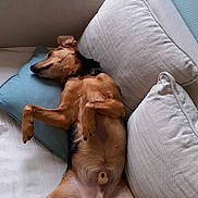 Image participe au concours pour gagner de l'argent avec cette photo : belly_up, canine, couch, cozy, cute, dog, fur, home, indoor, living_room, mixed_breed, napping, paw, pet, pillow, reclining, relaxed, sleeping, sofa, tail