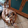 blanket, brown_fur, cozy, dog, dog_bed, floor, home, indoor, living_space, paw, pet, pig_toy, plush_toy, portrait, relaxed, seat, tiles, toy, wicker_chair, wooden_cabinet