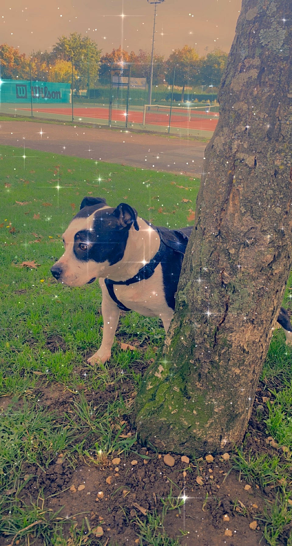 Latana participe au concours pour gagner de l'argent avec cette photo : canidae, carnivore, collar, companion_dog, dog, dog_breed, dog_collar, fawn, grass, happy, pet_supply, plant, soil, sporting_group, tail, tree, trunk, wood, working_animal, working_dog