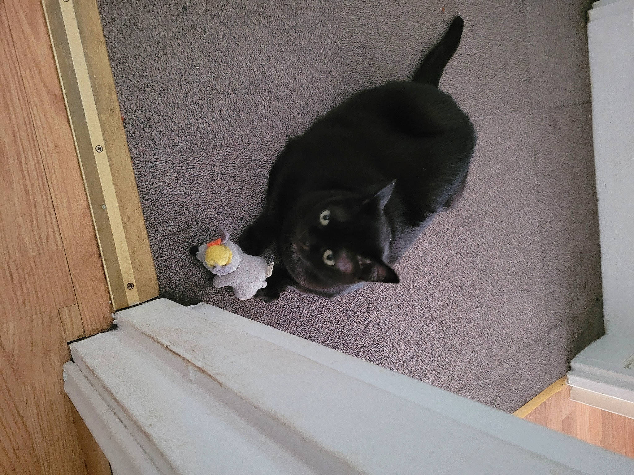 Mephisto participe au concours pour gagner de l'argent avec cette photo : black_cat, carnivore, cat, comfort, dog_breed, domestic_short_haired_cat, felidae, floor, flooring, fur, grey, hardwood, room, small_to_medium_sized_cats, sporting_group, tail, whiskers, wood, wood_stain