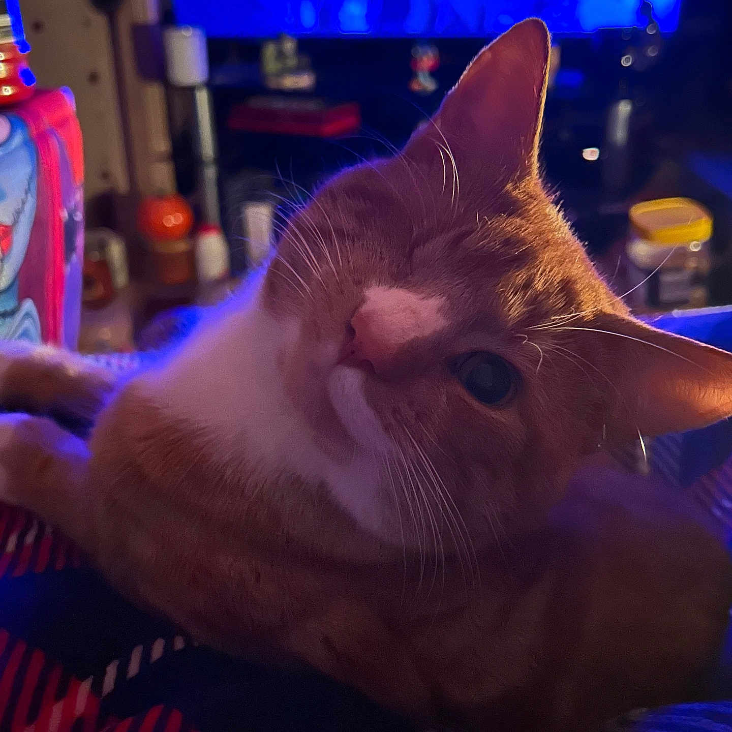 Copper Carter is registered to the contest to win money with this photo: abyssinian, adult, animal, arcadegamemachine, cat, computerhardware, electronics, face, female, game, hardware, head, kitten, manx, monitor, person, pet, screen, tv, woman