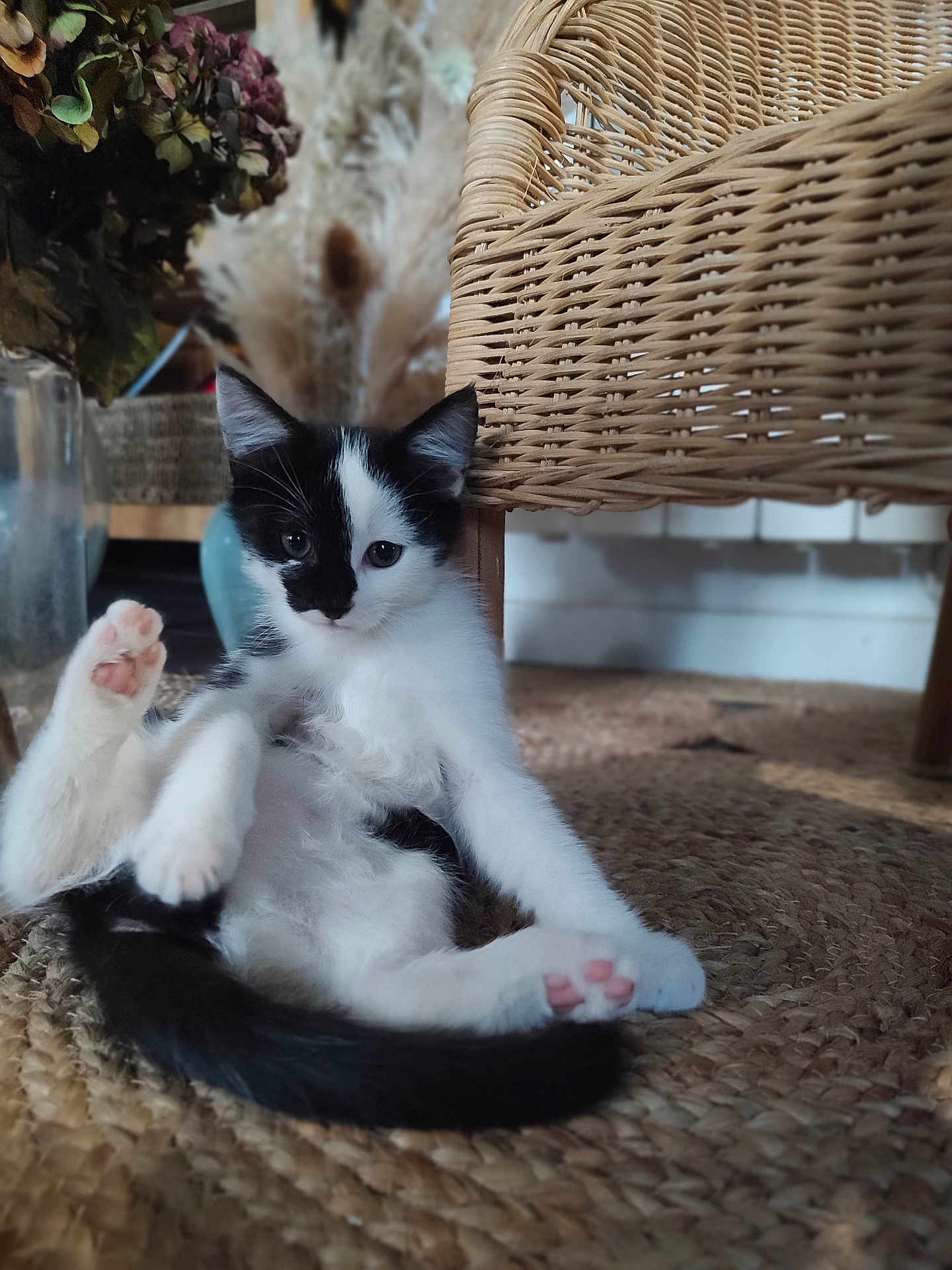 Ussop participe au concours pour gagner de l'argent avec cette photo : kitten, cat, black_and_white, paw, pink_paw_pads, woven_rug, indoor, wicker_chair, floral, decor, furniture, pet, cute, relaxed, animal, feline, young, sitting, closeup, domestic