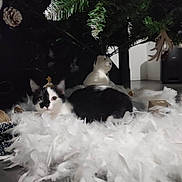 Ussop a rejoint le concours — aidez-le/la à gagner de superbes lots ! cat, black_and_white_cat, feathers, christmas_tree, holiday_decorations, plush_toy, polar_bear, ornaments, indoor, floor, festive, cozy, pet, animal, fur, whiskers, curious, relaxed, soft, decor