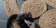 Ussop a rejoint le concours — aidez-le/la à gagner de superbes lots ! kitten, cat, black_and_white, pet, animal, curious, floor, rug, woven, natural_fiber, texture, tile, indoor, small, cute, young, whiskers, paws, looking_up, playful