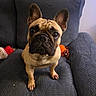 Azur a rejoint le concours — aidez-le/la à gagner de superbes lots ! alert, armchair, black_mask, brown_coat, canine, closeup, couch, cute, dog, ears, french_bulldog, furniture, indoors, living_room, muzzle, pet, portrait, sitting, toys, wrinkles