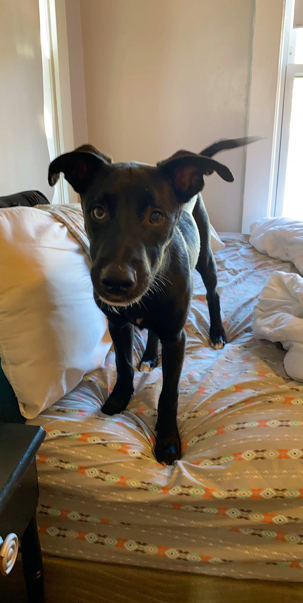 Maverick joined the competition — help win amazing prizes! borador, canidae, carnivore, dog, dog_breed, formosan_mountain_dog, mammal, patterdale_terrier, snout, sporting_group, vertebrate