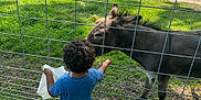 Shai joined the competition — help win amazing prizes! animal, back_view, blue_shirt, child, curly_hair, cute, daylight, donkey, feeding, fence, grass, greenery, hand, interaction, nature, outdoor, petting_zoo, playful, summer, young_child