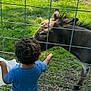 animal, back_view, blue_shirt, child, curly_hair, cute, daylight, donkey, feeding, fence, grass, greenery, hand, interaction, nature, outdoor, petting_zoo, playful, summer, young_child