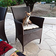 Plume a rejoint le concours — aidez-le/la à gagner de superbes lots ! animal, chair, cushion, cute, dog, furniture, garden, greenery, looking, outdoor, patio, pet, plant, relaxing, sitting, small_dog, stone_floor, sunlight, tree, wicker