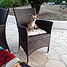 animal, chair, cushion, cute, dog, furniture, garden, greenery, looking, outdoor, patio, pet, plant, relaxing, sitting, small_dog, stone_floor, sunlight, tree, wicker
