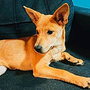 Shanel participe au concours pour gagner de l'argent avec cette photo : animal, calm, canine, companion, couch, cute, dog, domestic_animal, ears, fur, furniture, home, indoor, looking_away, mammal, pet, relaxed, resting, side_view, tan_dog