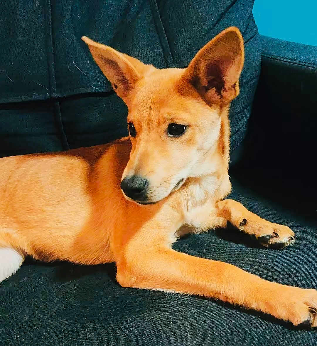 Shanel participe au concours pour gagner de l'argent avec cette photo : animal, calm, canine, companion, couch, cute, dog, domestic_animal, ears, fur, furniture, home, indoor, looking_away, mammal, pet, relaxed, resting, side_view, tan_dog