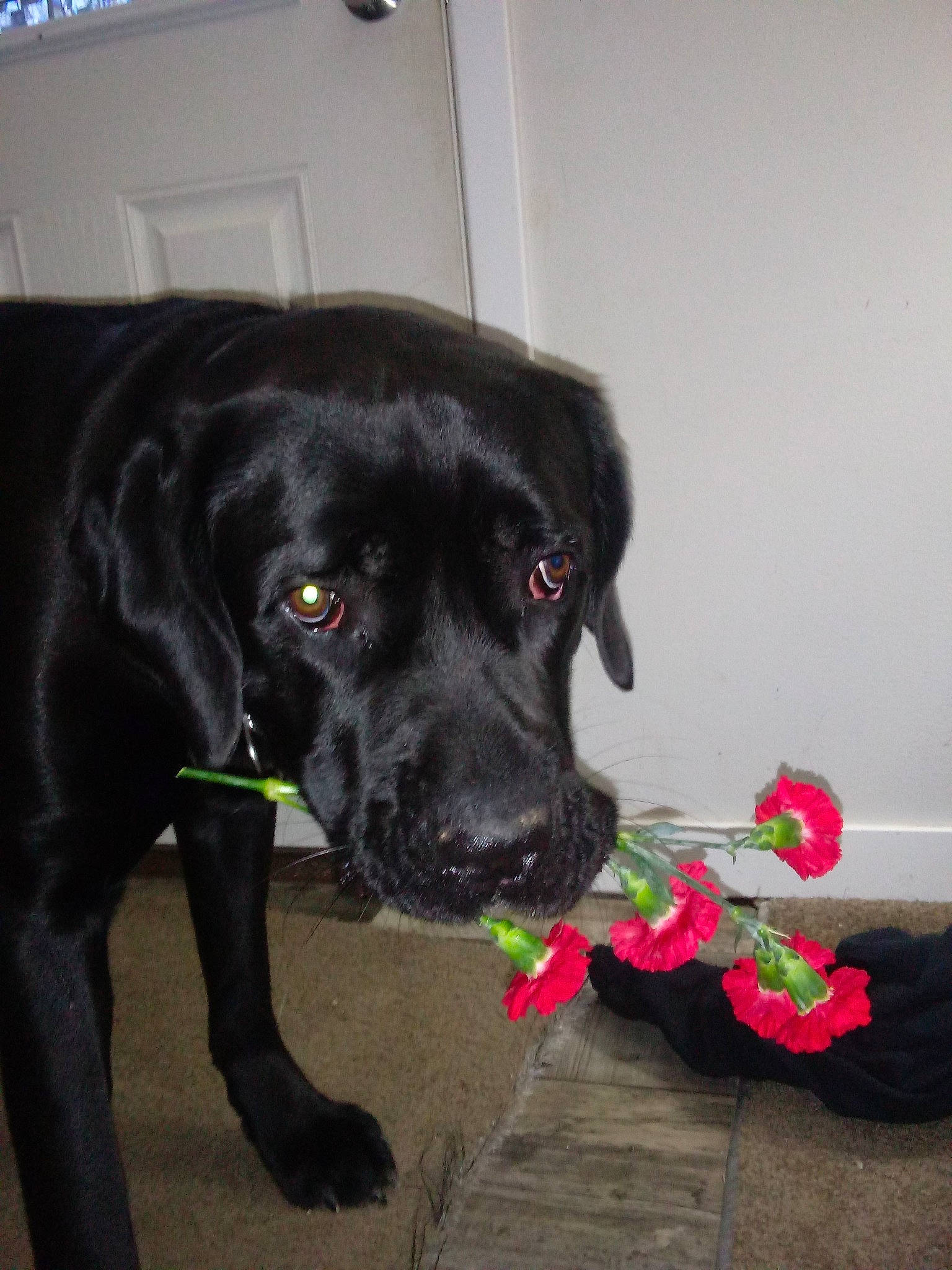 Niko is registered to the contest to win money with this photo: beagador, black, borador, cane_corso, canidae, carnivore, dog, dog_breed, fawn, guard_dog, labrador_retriever, mammal, plant, puppy, retriever, snout, sporting_group