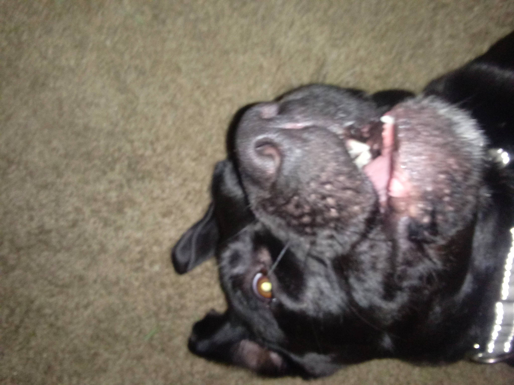 Niko is registered to the contest to win money with this photo: canidae, carnivore, dog, dog_breed, french_bulldog, guard_dog, mammal, non_sporting_group, pug, puppy, snout, sporting_group, staffordshire_bull_terrier, vertebrate