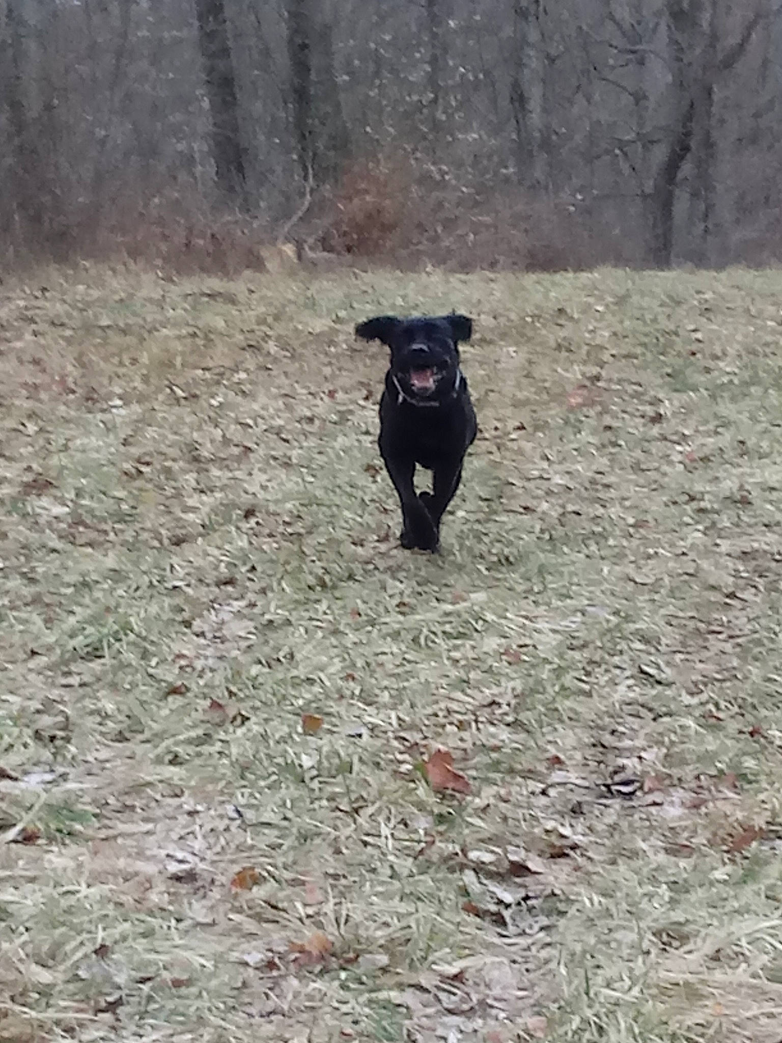 Niko joined the competition — help win amazing prizes! black_norwegian_elkhound, canidae, carnivore, dog, dog_breed, field_trial, hunting_dog, patterdale_terrier, schipperke, sporting_group